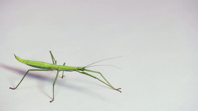 Close-up shot of adult female of Paramenexenus laetus, a species of tropical walking stick from Vietnam, Asia. Exotic animal, phasmid on white background. Copy space