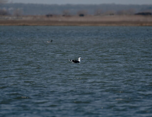 Great Black Backed Gull