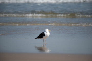 Great Black Backed Gull