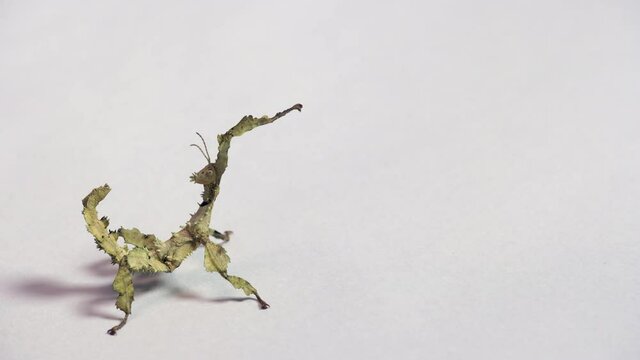 Macro shot of a young Extatosoma tiaratum, commonly known as giant prickly stick insect, Macleay's spectre, or Australian walking stick. Animal, phasmid rocking on white background. Copy space