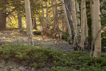 Young Fawn Looks Back At Camera