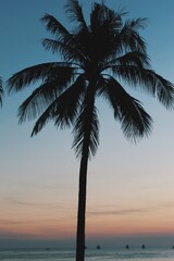 palm trees at sunset