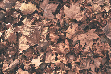 Deciduous tree leaves, Platanus × hispanica in a heap on the ground.