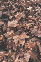 Deciduous tree leaves, Platanus × hispanica in a heap on the ground.