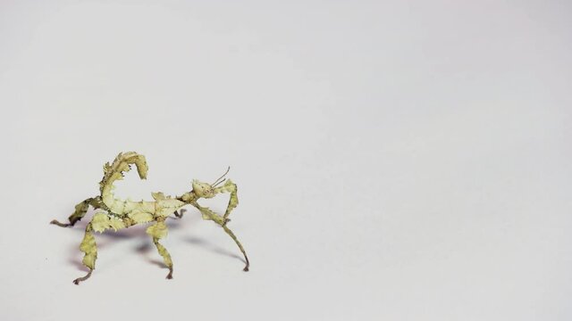 Studio shot of a nymph of Extatosoma tiaratum, commonly known as giant prickly stick insect, Macleay's spectre, or Australian walking stick. Animal, phasmid on white background. Copy space