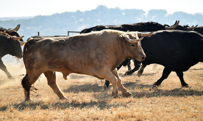 spanish bull running on the cattle raising