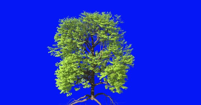 Broadleaf tree growth animation sequence on blue chroma key. Tree growing time-lapse. 