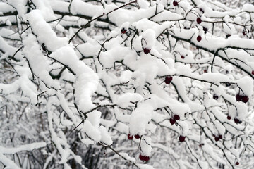 The branches of the shrub with berries are covered with fluffy snow. 