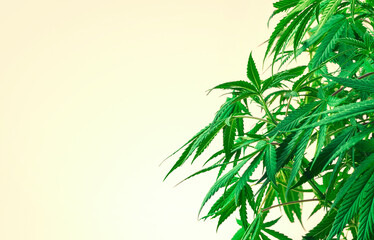 Cannabis plant, branches of marijuana against yellow background with copy space