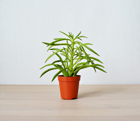Peperomia house plant in brown pot on wooden desk over white