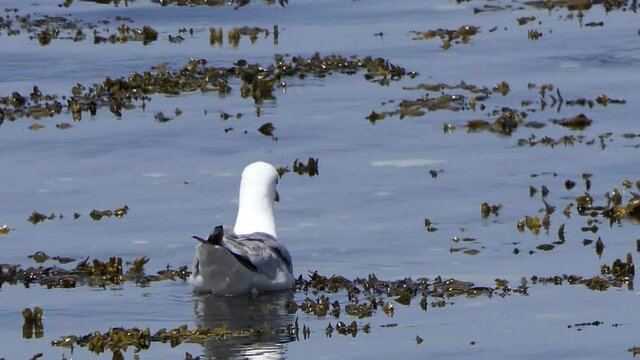 Black-headed Seagull hunting for food swimming in the Irish Sea 