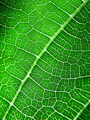 Macro shot of leaf texture