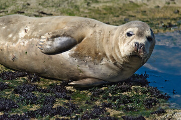 A seal on the shore