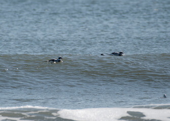 Fototapeta premium Long Tailed Duck