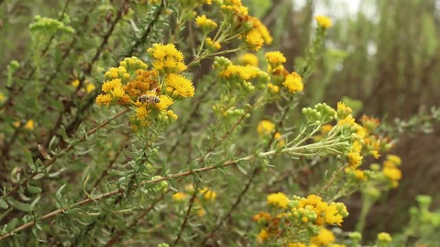 Blooming yellow discoid head inflorescences of Coastal Goldenbush, Isocoma Menziesii, Asteraceae, native androgyne perennial shrub in Ballona Freshwater Marsh, Southern California Coast, Autumn.
