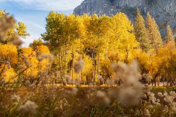 Scenic fall colors in Yosemite Valley with a meadow and trees