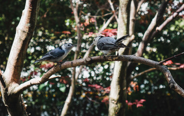 red winged blackbird
