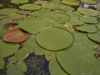 Victoria Amazonica (Amazon Water Lily) leaves