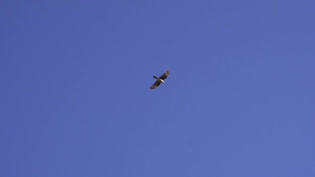 A chimango caracara (Milvago chimango) in flight against a clear blue sky. Medium shot. 