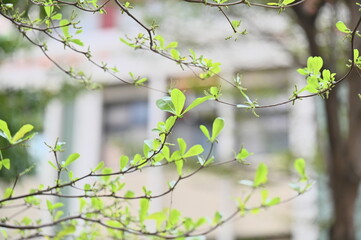 Close-up of green leaves on the branch against a blurred background.