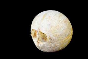The coconut is peeled off and is white, on a black background.