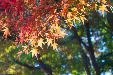 【東京都】秋の小石川後楽園 紅葉 