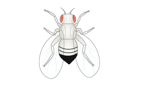Fruit fly [Drosophila melanogaster]
