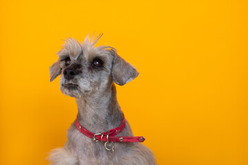 Portrait of an adorable schnauzer with a red collar on yellow background