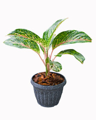 Beautiful Aglaonema in black plastic pot with white spots on white background