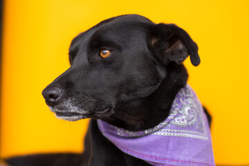 Portrait of and adorable black dog with a scarf on its neck