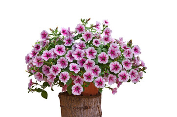 Beautiful morning glory pot on stump