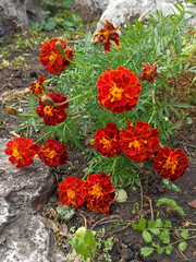 Obraz premium Flower bed in the city Park. Bright orange marigold flowers. Landscape design.