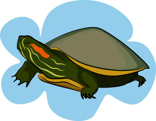 cute turtle vector image