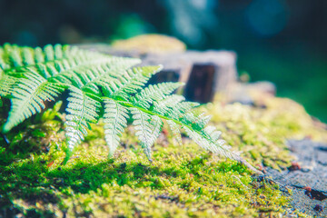 fern
