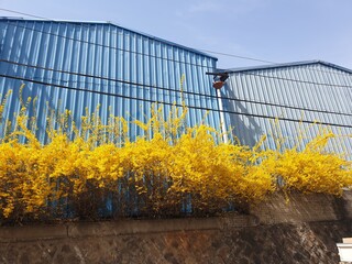 Forsythia blooming next to the factory