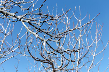 Frosty tree branch with snow in winter on the background blue sky.