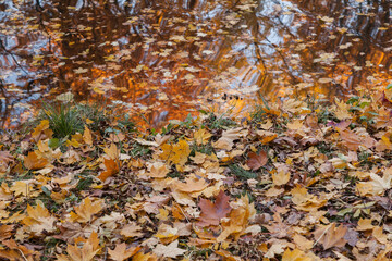 maple leaves on the lawn by the forest lake texture background