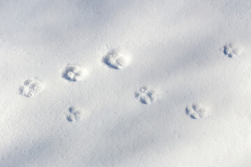 Snowy background with traces of a wild animal on a sunny winter day.