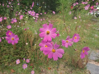 Cosmos in the field