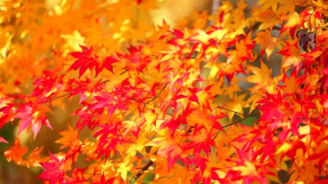 紅葉