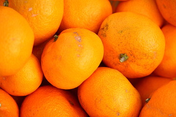 みかん狩りでとった新鮮なみかん