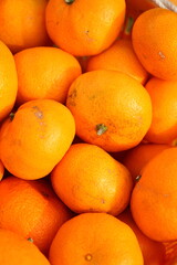 みかん狩りでとった新鮮なみかん