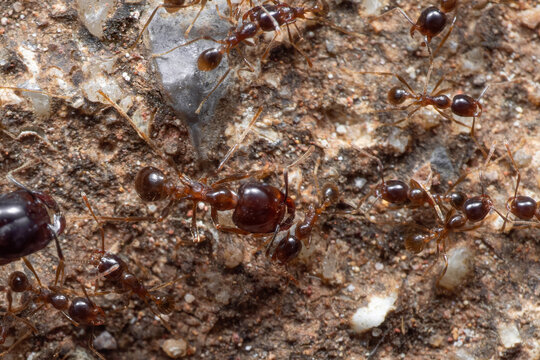 Macro Photo of Group of Soldier Big Headed Ant with Worker Ants on The Ground