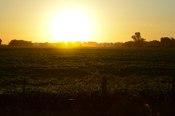 Obraz premium sunrise in the field