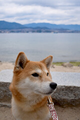 柴犬・海・アップ