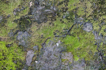 Texture of cracked moss covered ground