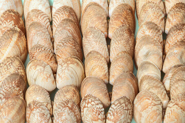Natural beige shells. Summer design background with natural beautiful seashells.