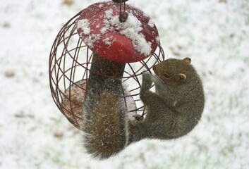 A squirrel trying to steal seeds from a bird feeder in the winter