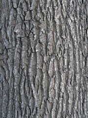 The texture of the bark of an old willow