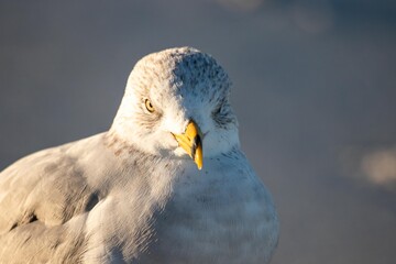 close up of a seagull